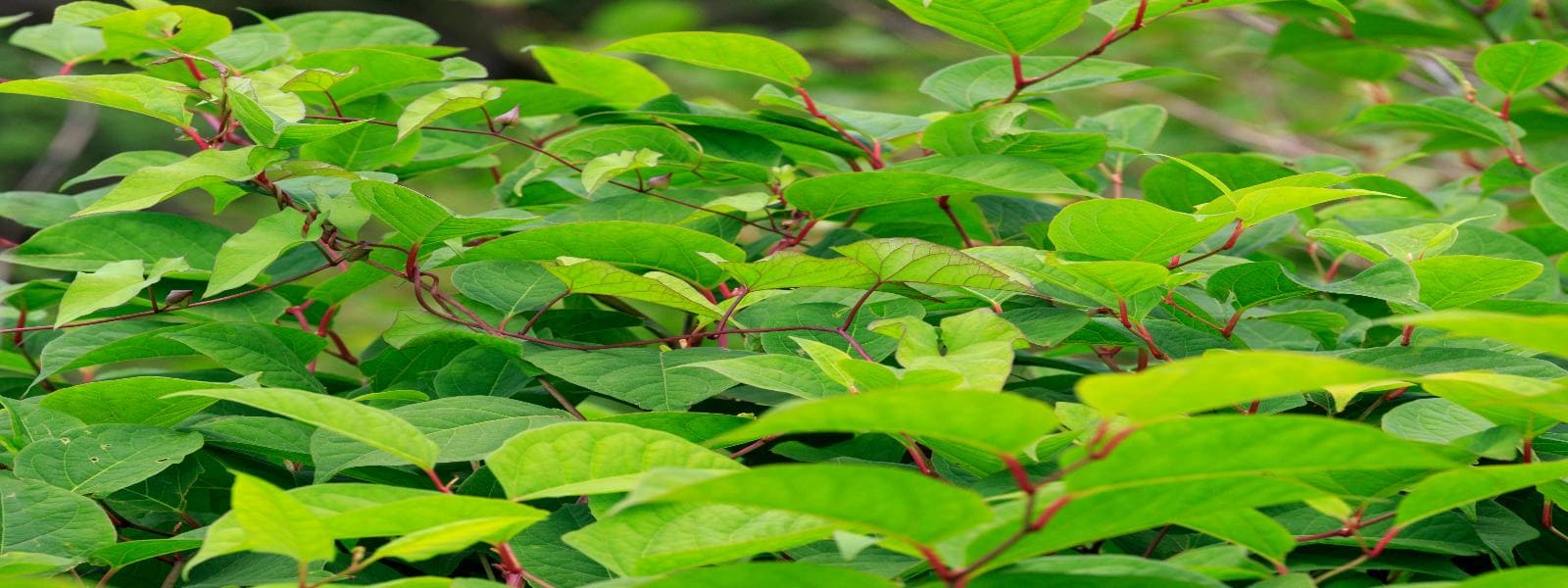 Knotweed Specialists for Hire
