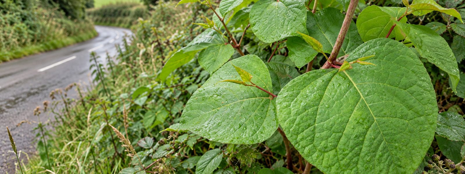 Knotweed Specialists in the South East Knotweed Specialists in the South East
