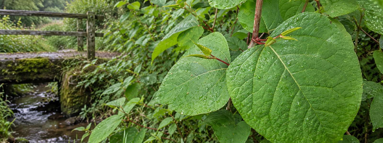 Knotweed Specialists in the South West Knotweed Specialists in the South West